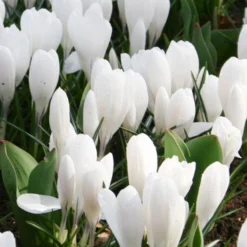Menu Charming Crocus Collection -US Garden Plants Sales 2024 83113 jeanne d arc giant crocus 3