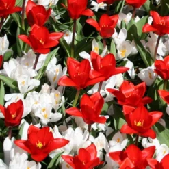 Menu Sweetheart Duo Collection -US Garden Plants Sales 2024 83113 jeanne d arc giant crocus 4