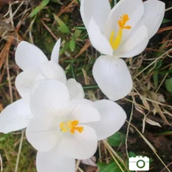 Menu Sweetheart Duo Collection -US Garden Plants Sales 2024 83113 jeanne d arc giant crocus 5