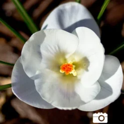 Menu Sweetheart Duo Collection -US Garden Plants Sales 2024 83113 jeanne d arc giant crocus 6
