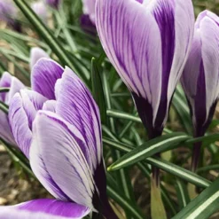 Menu Purple Blend Of Crocus Collection -US Garden Plants Sales 2024 83115 king of striped crocus