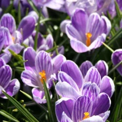 Menu Purple Blend Of Crocus Collection -US Garden Plants Sales 2024 83115 king of the striped giant crocus