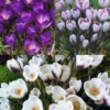 Menu Purple Blend Of Crocus Collection -US Garden Plants Sales 2024 83118 purple blend of crocus collection