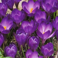 Menu Purple Blend Of Crocus Collection -US Garden Plants Sales 2024 83118 purple blend of crocus collection 3