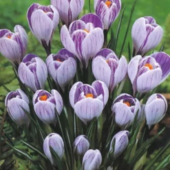 Menu Purple Blend Of Crocus Collection -US Garden Plants Sales 2024 83118 purple blend of crocus collection 4