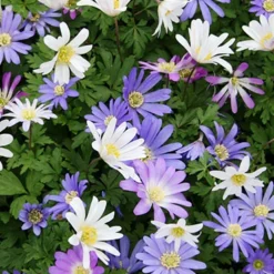 Menu Celebrate Spring Blend -US Garden Plants Sales 2024 83120 anemone blanda