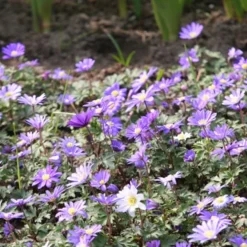 Menu Celebrate Spring Blend -US Garden Plants Sales 2024 83120 grecian windflower 2