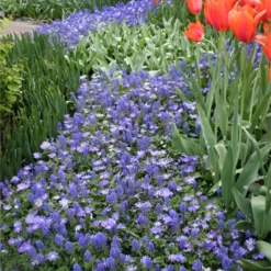 Menu Celebrate Spring Blend -US Garden Plants Sales 2024 83120 grecian windflower 4