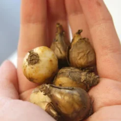 Menu Early Spring Blooms Collection 27 Menu Early Spring Blooms Collection -US Garden Plants Sales 2024 83122 snowdrops 2