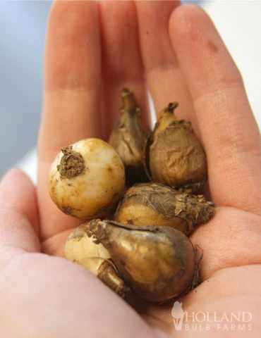 Menu Early Spring Blooms Collection 15 Menu Early Spring Blooms Collection - Image 13