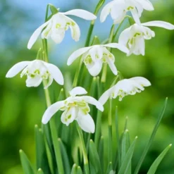 Menu Early Spring Blooms Collection 26 Menu Early Spring Blooms Collection -US Garden Plants Sales 2024 83122 snowdrops