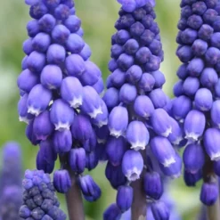 Menu Bells And Blue Duo Collection -US Garden Plants Sales 2024 83123 blue grape hyacinth 1