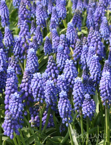 Menu Must Have Muscari Collection 8 Menu Must Have Muscari Collection - Image 6