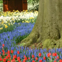 Menu Bells And Blue Duo Collection -US Garden Plants Sales 2024 83123 blue grape hyacinth 3 1