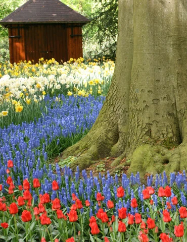 Menu Must Have Muscari Collection 9 Menu Must Have Muscari Collection - Image 7