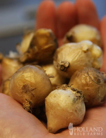 Menu Must Have Muscari Collection 10 Menu Must Have Muscari Collection - Image 8