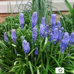 Menu Bells And Blue Duo Collection -US Garden Plants Sales 2024 83123 blue grape hyacinth 5 1