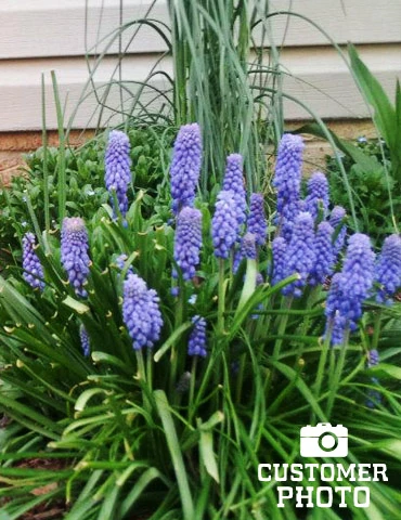Menu Must Have Muscari Collection 11 Menu Must Have Muscari Collection - Image 9