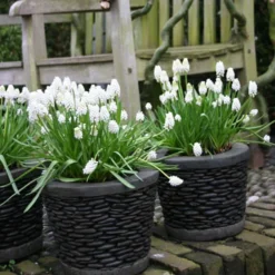 Menu Must Have Muscari Collection 28 Menu Must Have Muscari Collection -US Garden Plants Sales 2024 83125 white grape hyacinth 2 1