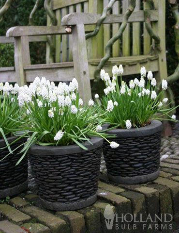 Menu Must Have Muscari Collection 13 Menu Must Have Muscari Collection - Image 11