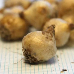 Menu Must Have Muscari Collection 29 Menu Must Have Muscari Collection -US Garden Plants Sales 2024 83125 white grape hyacinth 3 1