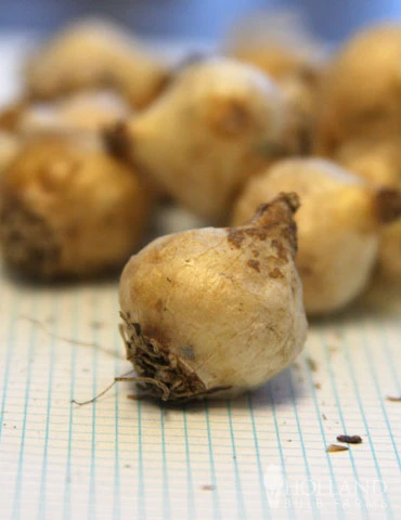 Menu Must Have Muscari Collection 14 Menu Must Have Muscari Collection - Image 12