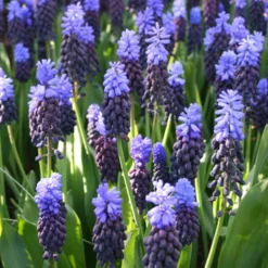 Menu Must Have Muscari Collection 31 Menu Must Have Muscari Collection -US Garden Plants Sales 2024 83127 bicolor grape hyacinth 2