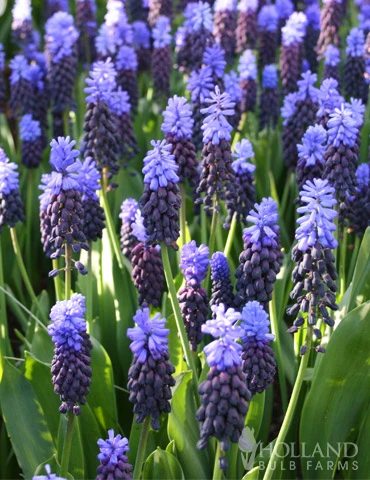 Menu Must Have Muscari Collection 16 Menu Must Have Muscari Collection - Image 14