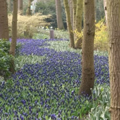 Menu Must Have Muscari Collection 32 Menu Must Have Muscari Collection -US Garden Plants Sales 2024 83127 bicolor grape hyacinth 3