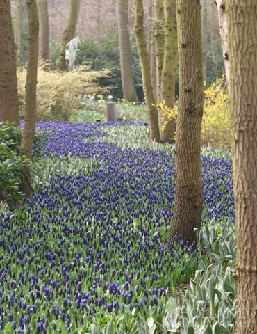 Menu Must Have Muscari Collection 17 Menu Must Have Muscari Collection - Image 15