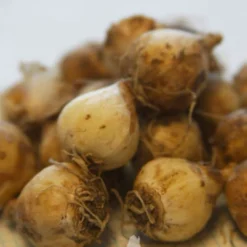 Menu Must Have Muscari Collection 33 Menu Must Have Muscari Collection -US Garden Plants Sales 2024 83127 bicolor grape hyacinth 4