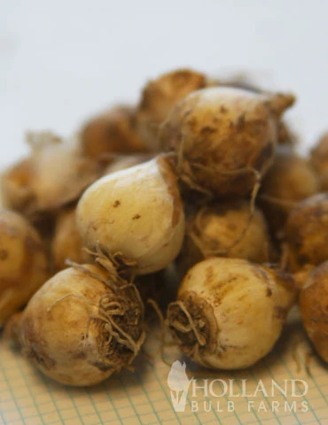 Menu Must Have Muscari Collection 18 Menu Must Have Muscari Collection - Image 16