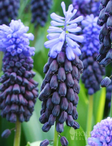 Menu Must Have Muscari Collection 15 Menu Must Have Muscari Collection - Image 13