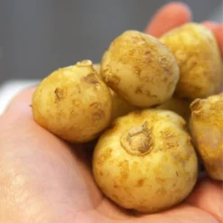 Menu Simple Deer Resistant Garden Collection -US Garden Plants Sales 2024 83129 wood hyacinths 2