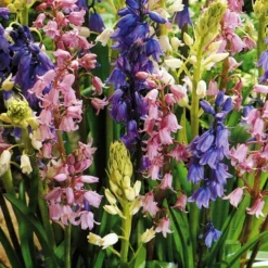 Menu Simple Deer Resistant Garden Collection -US Garden Plants Sales 2024 83129 wood hyacinths
