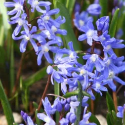 Menu Early Spring Blooms Collection 19 Menu Early Spring Blooms Collection -US Garden Plants Sales 2024 83135 glory of the snow 2