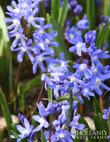 Menu Early Spring Blooms Collection 7 Menu Early Spring Blooms Collection - Image 5