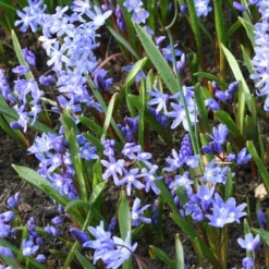 Menu Early Spring Blooms Collection 20 Menu Early Spring Blooms Collection -US Garden Plants Sales 2024 83135 glory of the snow 3