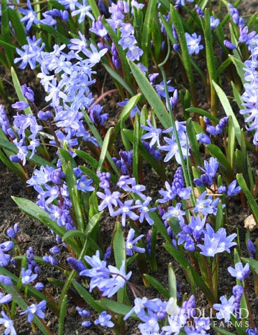 Menu Early Spring Blooms Collection 8 Menu Early Spring Blooms Collection - Image 6