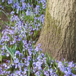 Menu Early Spring Blooms Collection 21 Menu Early Spring Blooms Collection -US Garden Plants Sales 2024 83135 glory of the snow 4