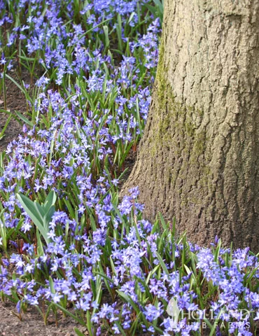 Menu Early Spring Blooms Collection 9 Menu Early Spring Blooms Collection - Image 7