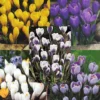 Menu Charming Crocus Collection -US Garden Plants Sales 2024 83137 charming crocus collection