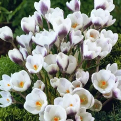 Menu Charming Crocus Collection -US Garden Plants Sales 2024 83137 charming crocus collection 2