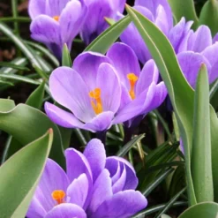 Menu Charming Crocus Collection -US Garden Plants Sales 2024 83137 charming crocus collection 4