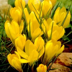 Menu Charming Crocus Collection -US Garden Plants Sales 2024 83137 charming crocus collection 6