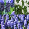 Menu Must Have Muscari Collection 1 Menu Must Have Muscari Collection -US Garden Plants Sales 2024 83138 must have muscari collection