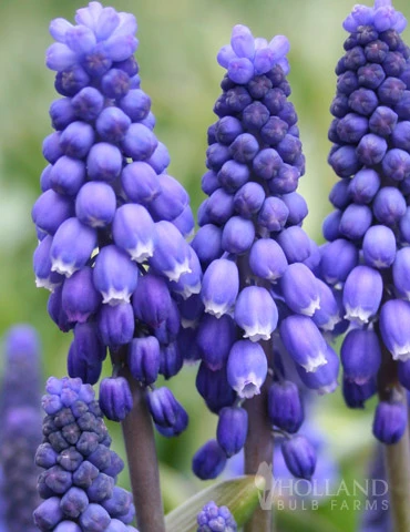 Menu Must Have Muscari Collection 4 Menu Must Have Muscari Collection - Image 2