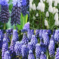 Menu Must Have Muscari Collection