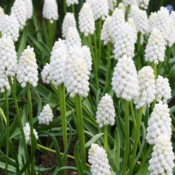 Menu Must Have Muscari Collection 20 Menu Must Have Muscari Collection -US Garden Plants Sales 2024 83138 must have muscari collection 3
