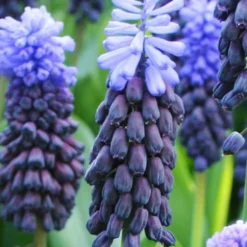Menu Must Have Muscari Collection 21 Menu Must Have Muscari Collection -US Garden Plants Sales 2024 83138 must have muscari collection 4